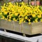 Artificial Flowers Outdoor UV Resistant Fake Plants Indoor Outside 10 Bundles (Yellow)